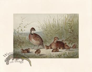 Pope 05 American Quail